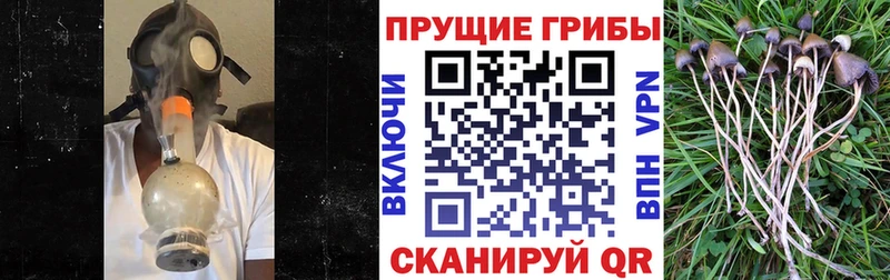 Псилоцибиновые грибы GOLDEN TEACHER  Купить где  Тогучин 